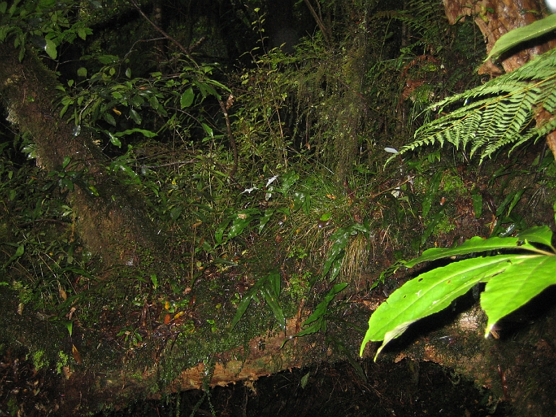 IMG_1971.JPG - Parakaunui Falls