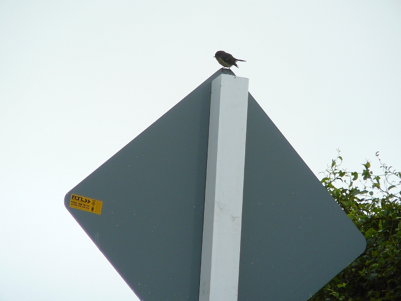 P1010824.JPG - Tomtit