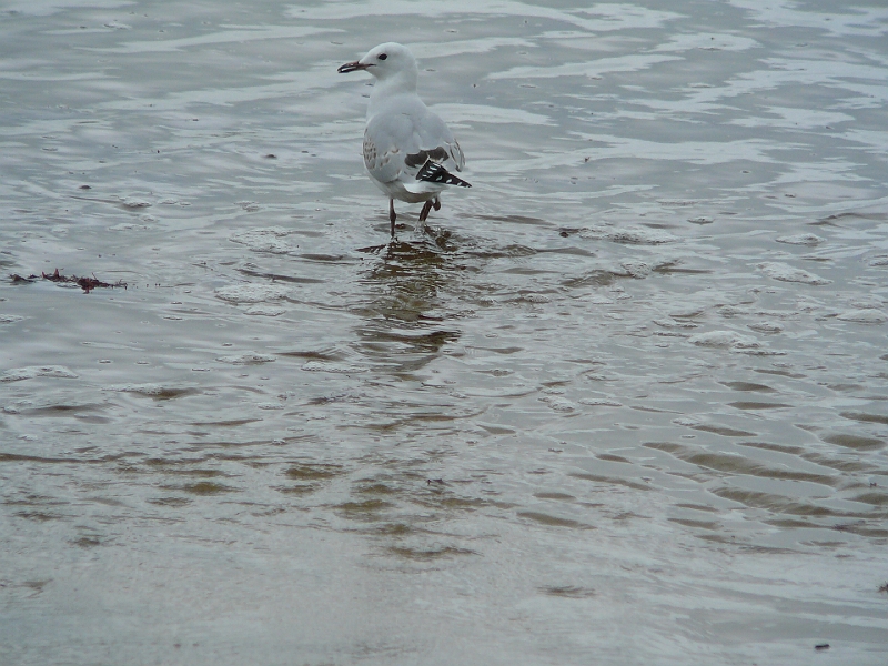 P1010831.JPG - Papatowai beach