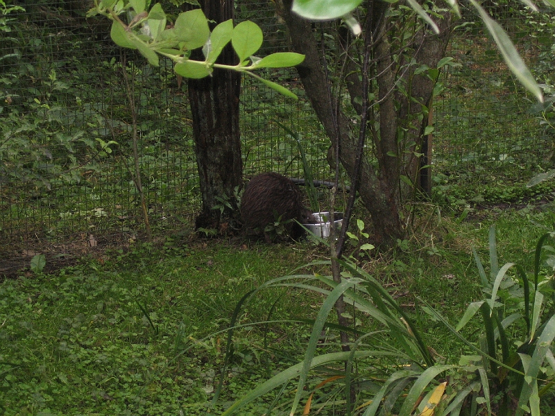 IMG_2091.JPG - Kiwi (trying to get a stone out of his/her water bowl)