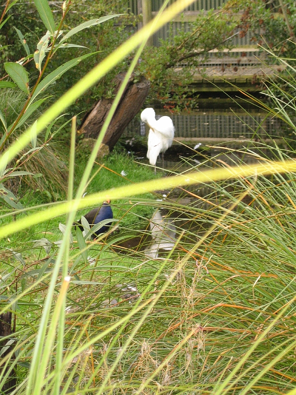 IMG_2118.JPG - White heron (and pukeko)