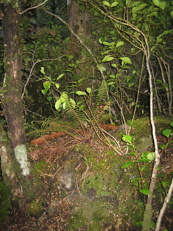 IMG_2158.JPG - Devil's Punchbowl Falls (en route)