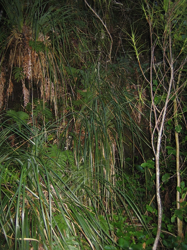 IMG_2159.JPG - Devil's Punchbowl Falls (en route)