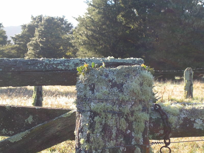 IMG_2249.JPG - Lichens near Franz