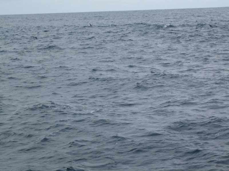 IMG_2326.JPG - Dolphin watching