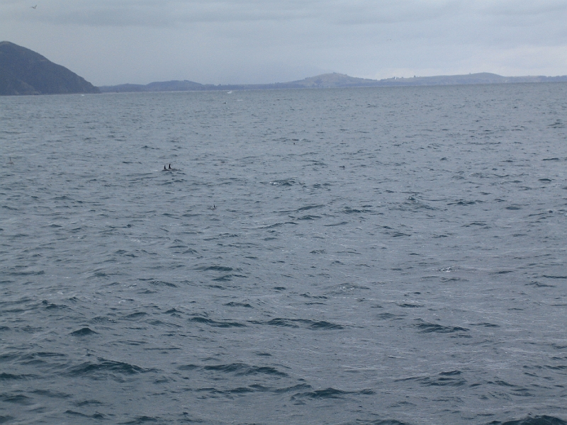 IMG_2330.JPG - Dolphin watching