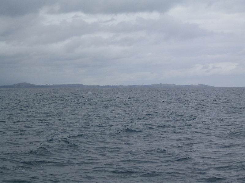 IMG_2337.JPG - Dolphin watching