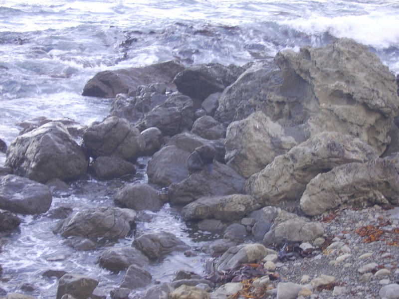 PICT2756.JPG - Near Kaikoura: seals