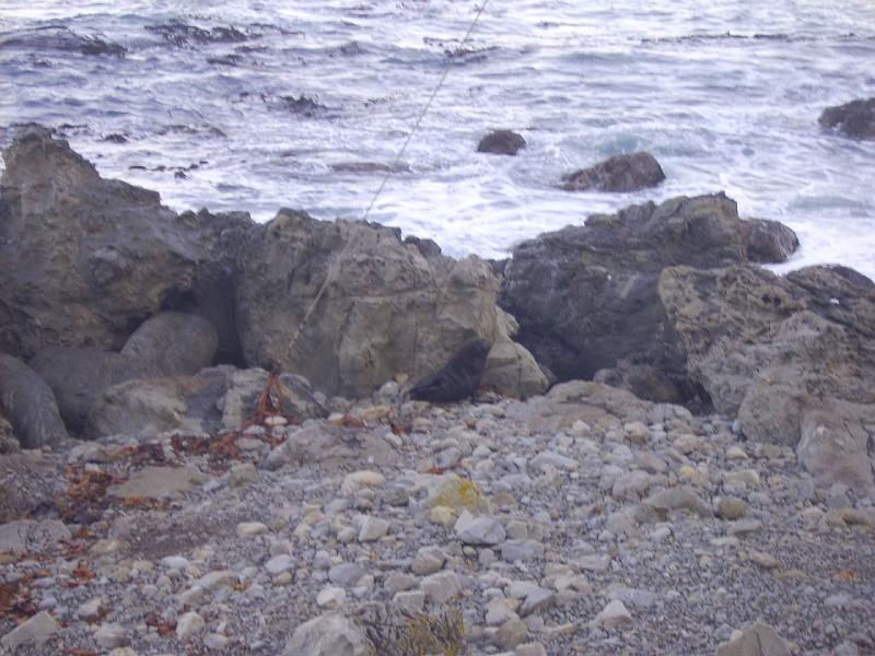 PICT2757.JPG - Near Kaikoura: seals