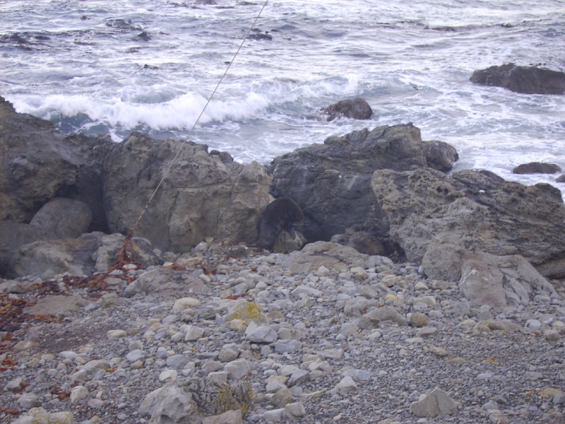 PICT2758.JPG - Near Kaikoura: seals