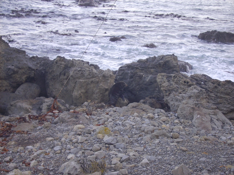 PICT2760.JPG - Near Kaikoura: seals