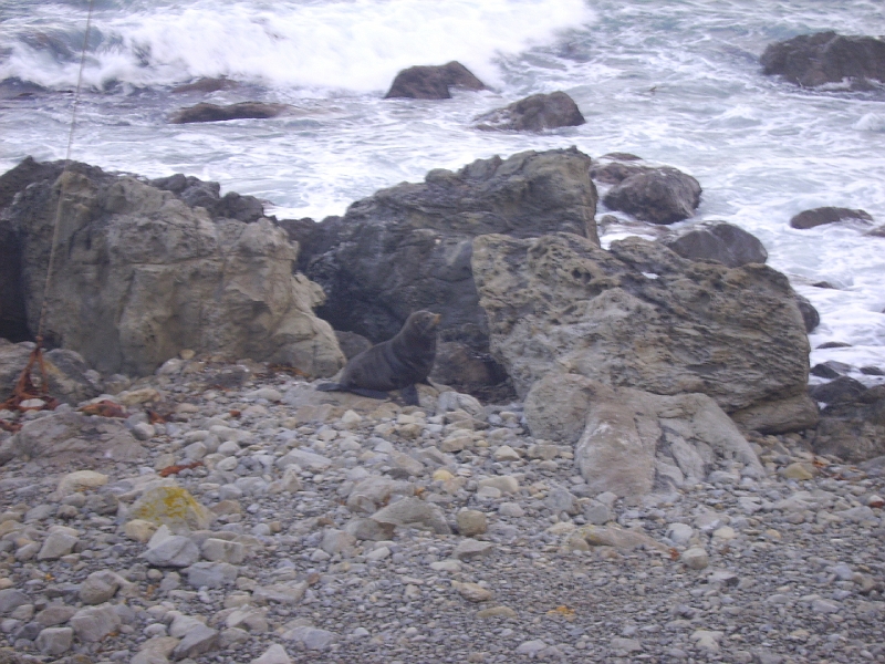 PICT2761.JPG - Near Kaikoura: seals