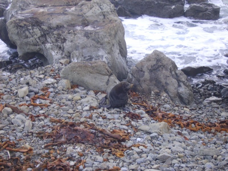 PICT2763.JPG - Near Kaikoura: seals