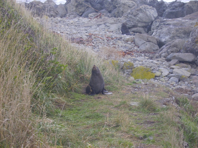 PICT2764.JPG - Near Kaikoura: seals