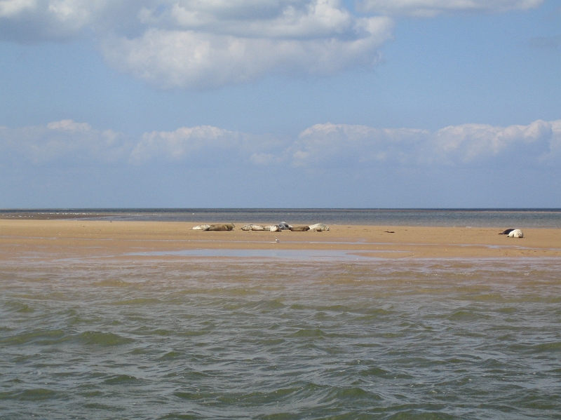 IMG_3584.JPG - Seals