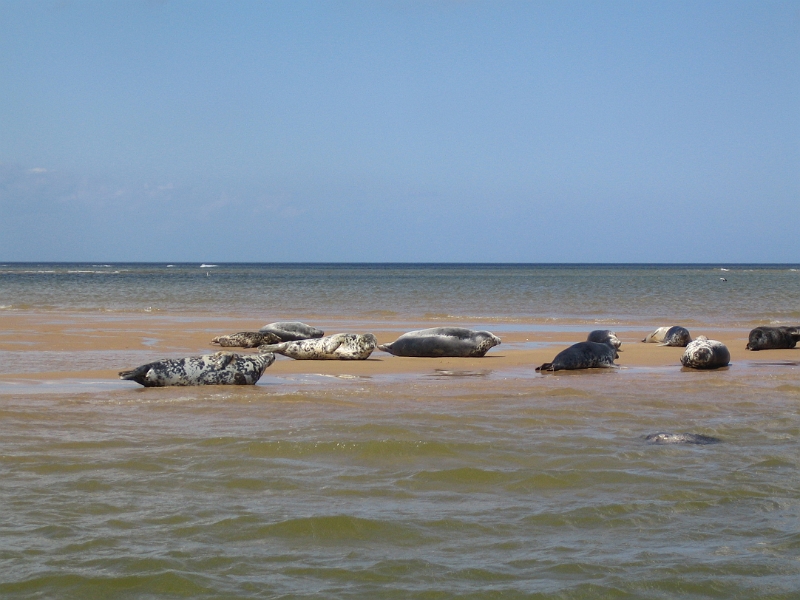 IMG_3585.JPG - Seals