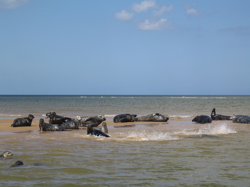 IMG_3586.JPG - Seals
