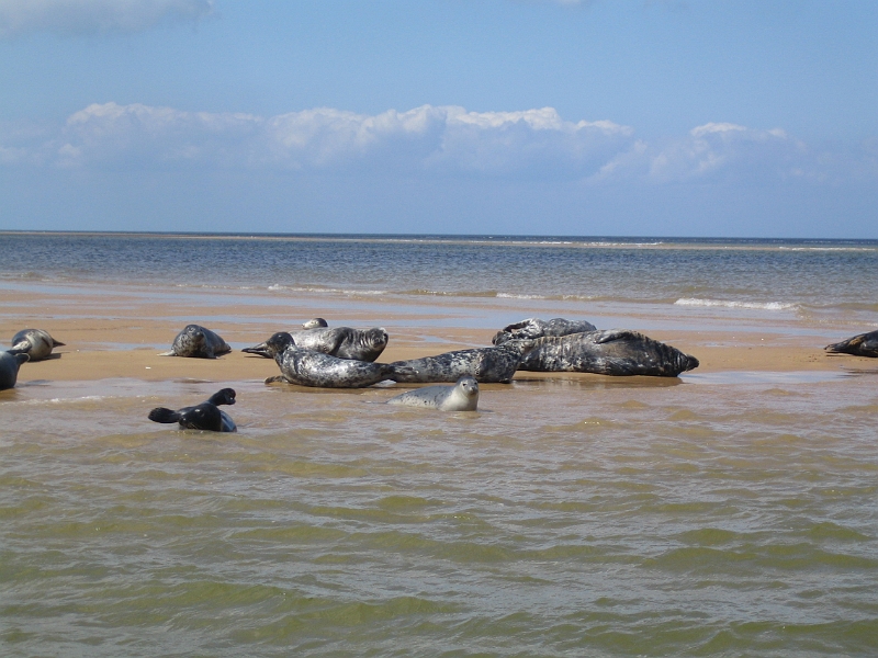 IMG_3587.JPG - Seals