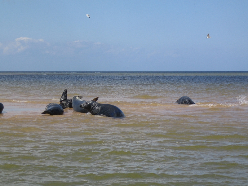 IMG_3588.JPG - Seals