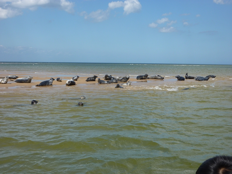 P1000690.JPG - Seals