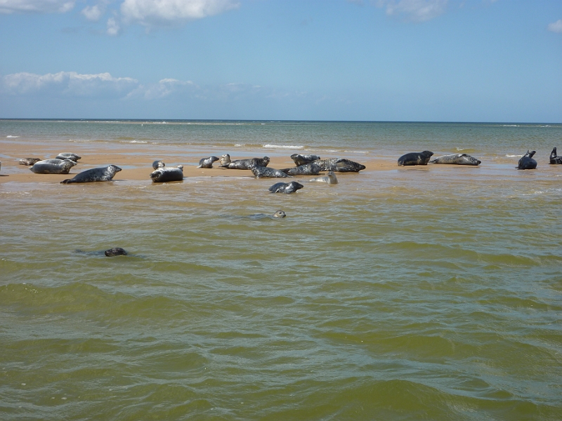 P1000691.JPG - Seals