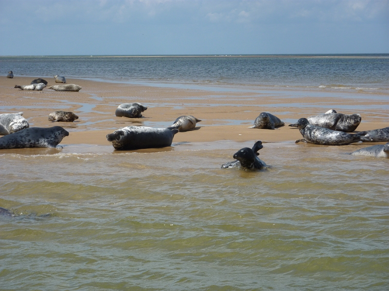 P1000692.JPG - Seals