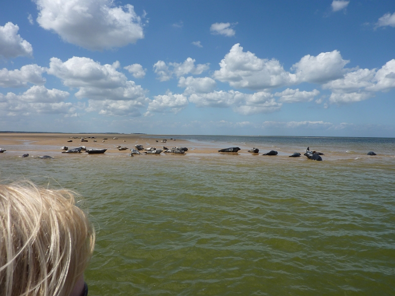 P1000693.JPG - Seals