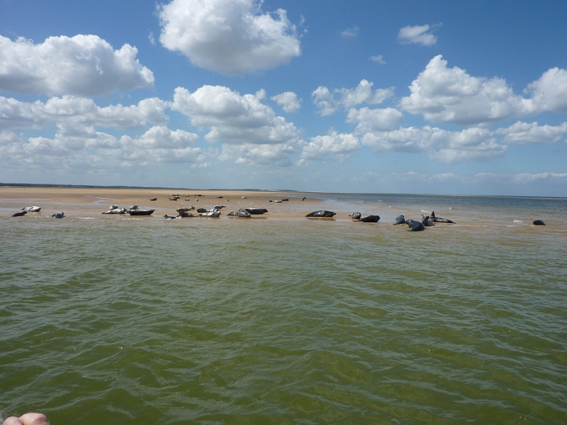 P1000694.JPG - Seals