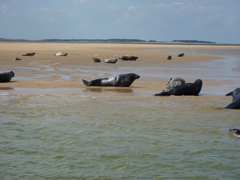 P1000695.JPG - Seals