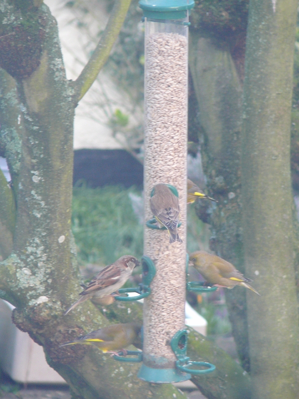 P1010715.JPG - Sparrow and greenfinches