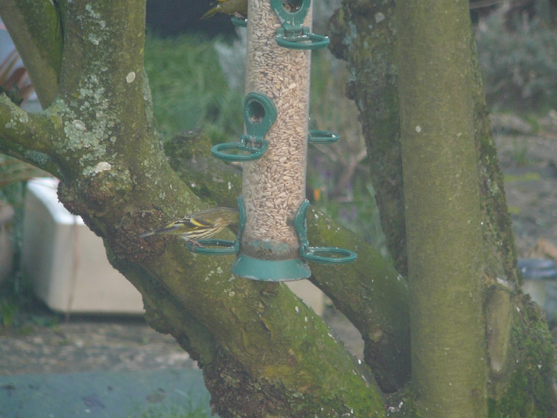 P1010719.JPG - Siskin