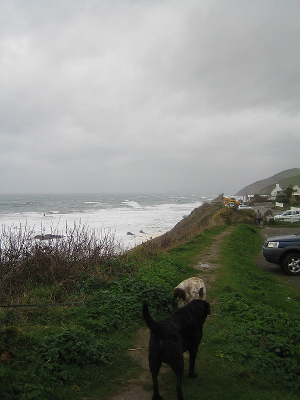 IMG_1909.JPG - Snowy meets another dog