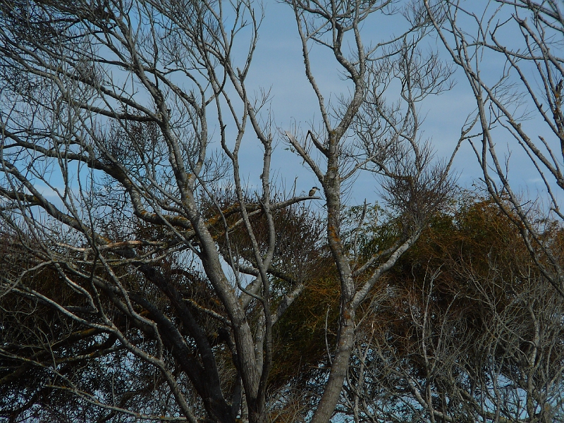 P1010723.JPG - Brooklands Lagoon - Sacred kingfisher