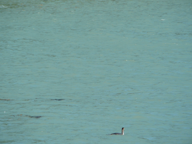 P1010732.JPG - Diamond Harbour - great crested grebe?