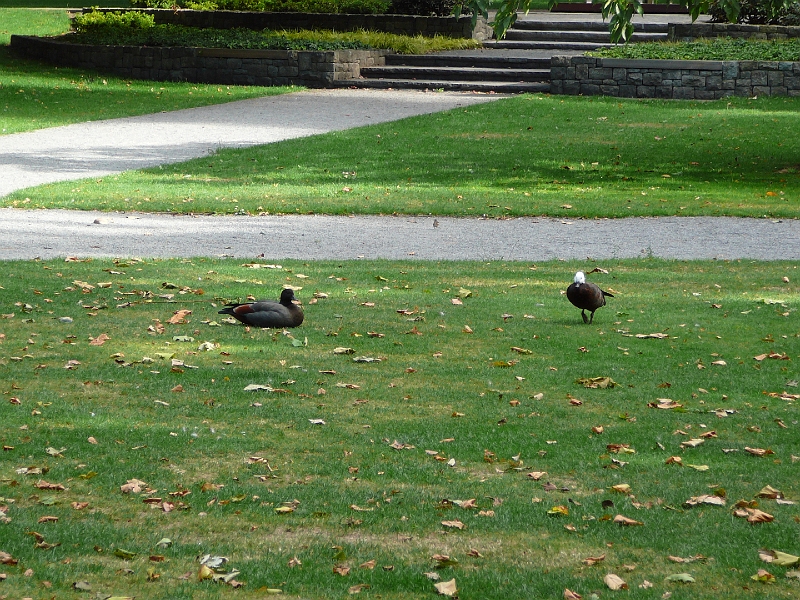 P1010737.JPG - Paradise shelducks