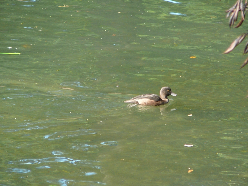 P1010740.JPG - New Zealand scaup