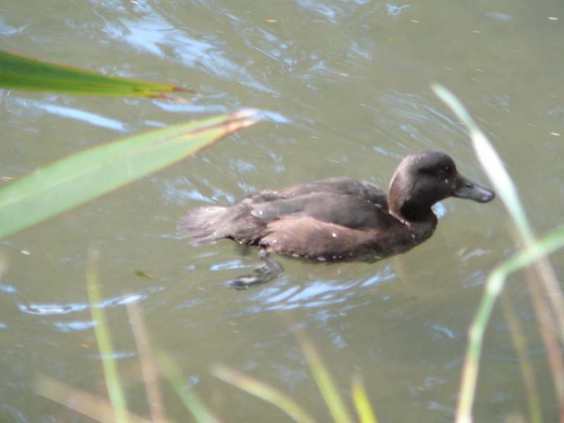 P1010741.JPG - New Zealand scaup
