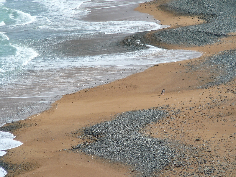 P1010765.JPG - Oamaru - a penguin!