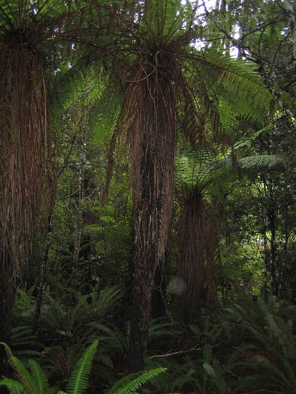 IMG_1958.JPG - Parakaunui Falls - tree fern