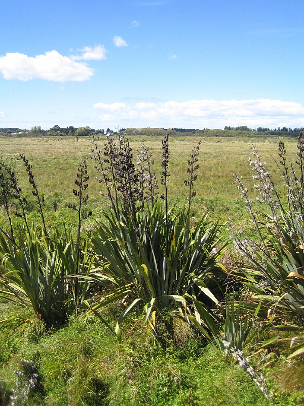 IMG_1982.JPG - Travis Wetlands