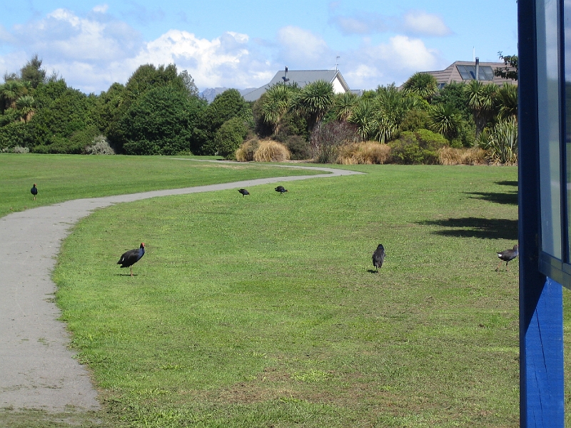 IMG_1983.JPG - Travis Wetlands - pukeko