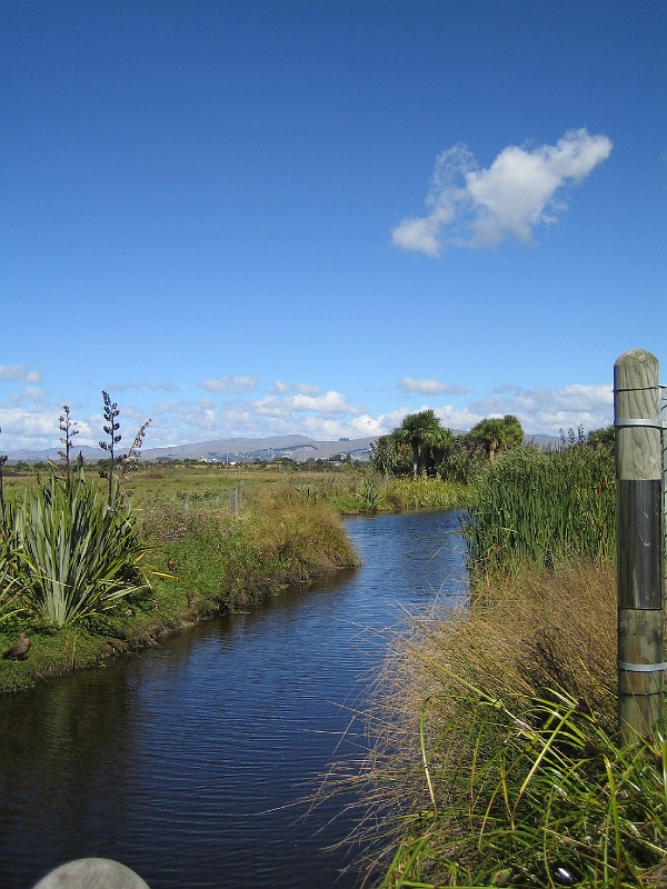 IMG_1984.JPG - Travis Wetlands