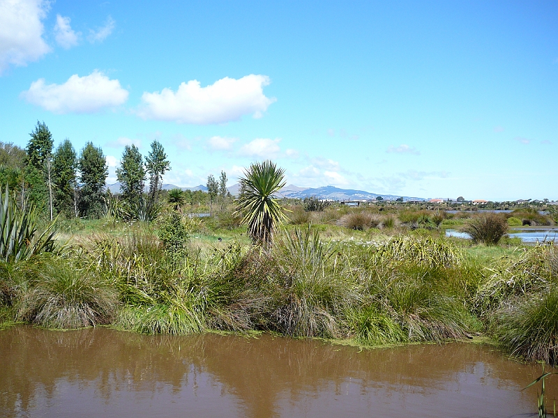 P1010844.JPG - Travis Wetlands