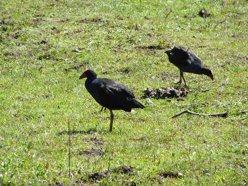 P1010845.JPG - Travis Wetlands - pukeko