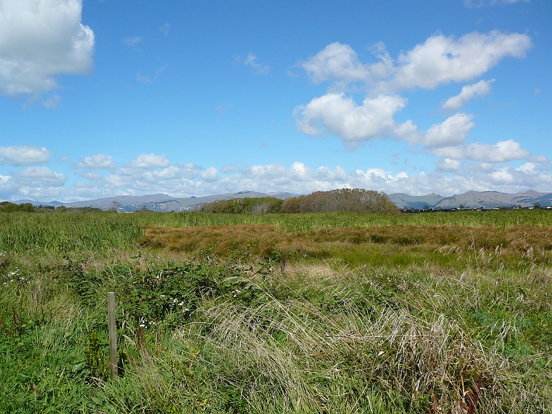 P1010847.JPG - Travis Wetlands (port hills behind)