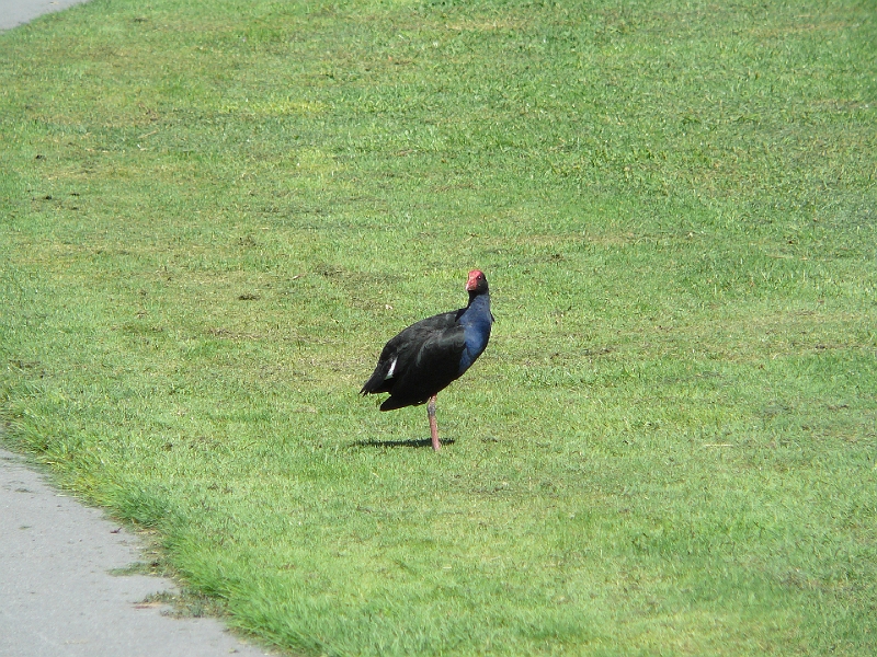 P1010849.JPG - Travis Wetlands - pukeko