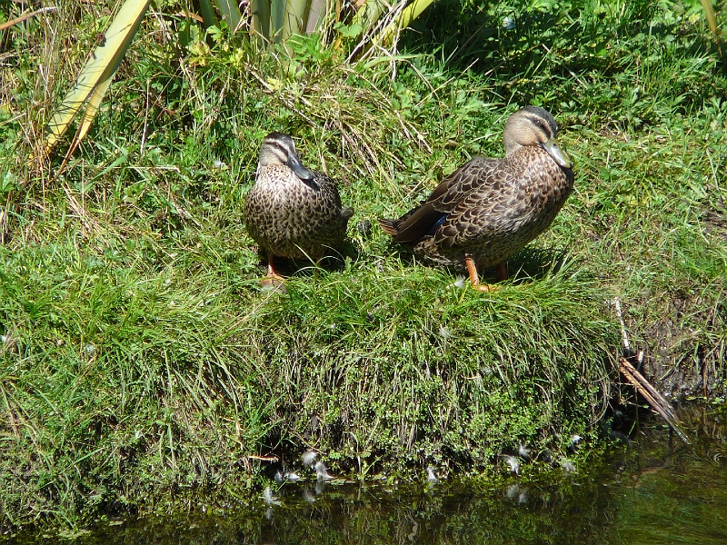 P1010851.JPG - Travis Wetlands - grey ducks