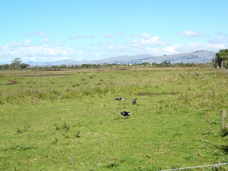 P1010852.JPG - Travis Wetlands - pukeko and paradise shelduck