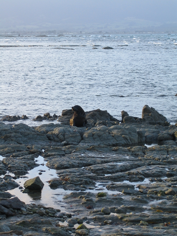 IMG_1996.JPG - Kaikoura - seal colony