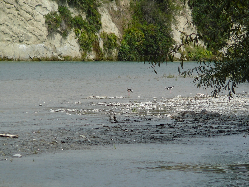 P1010861.JPG - River Hurunui - pied stilts